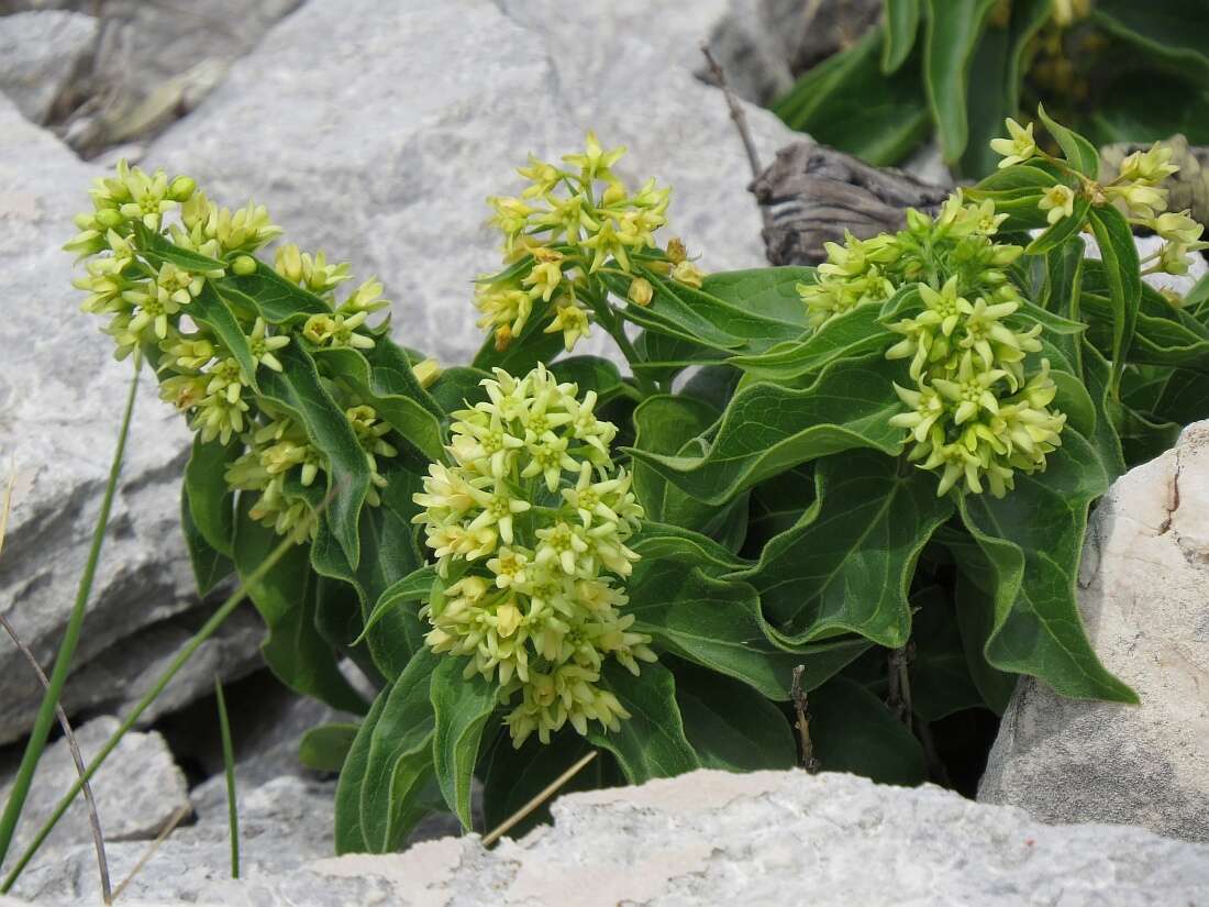 Image of Vincetoxicum hirundinaria subsp. adriaticum (G. Beck) Markgr.