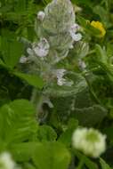 Nepeta scordotis L.的圖片