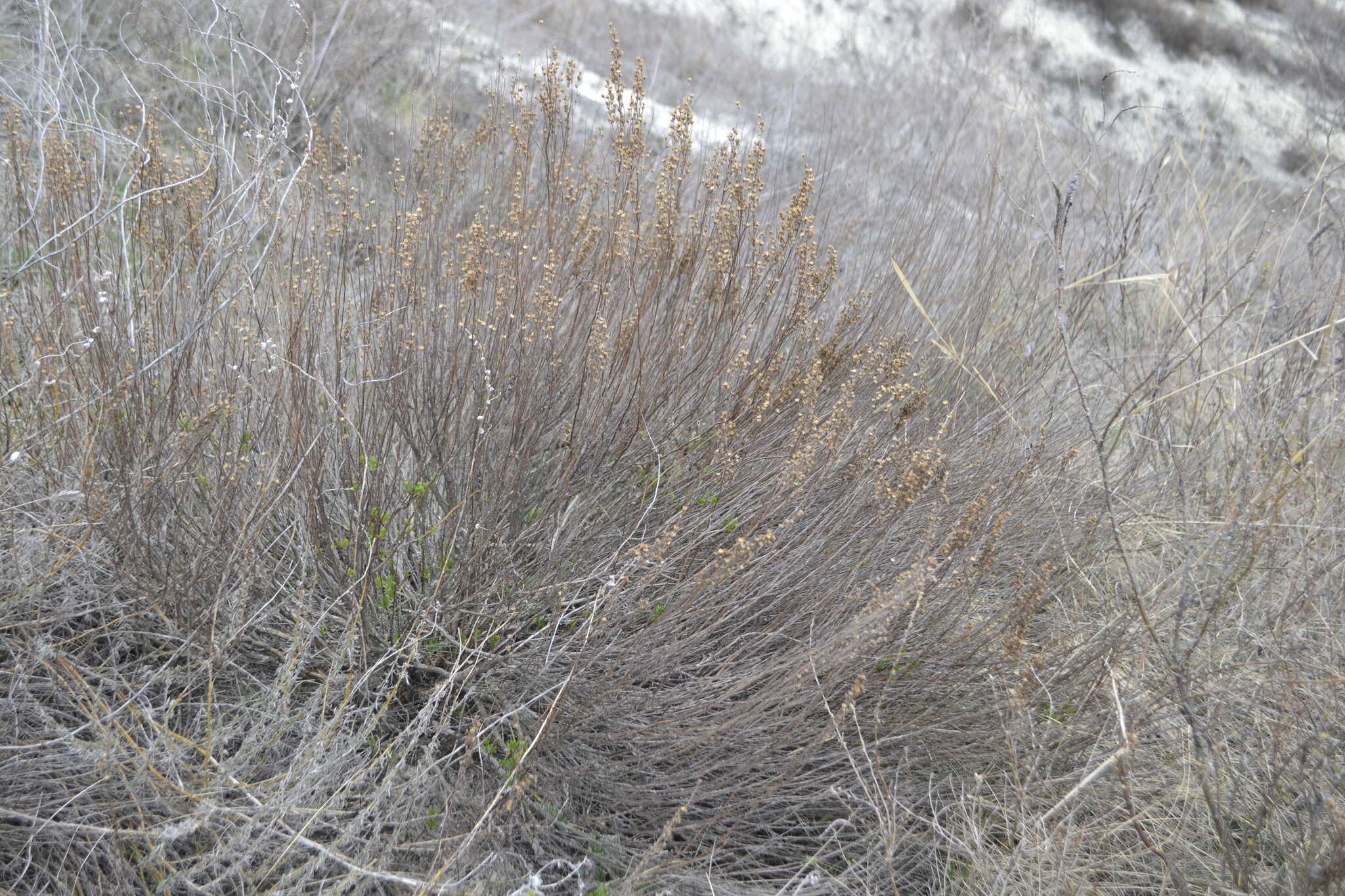 صورة Artemisia salsoloides Willd.