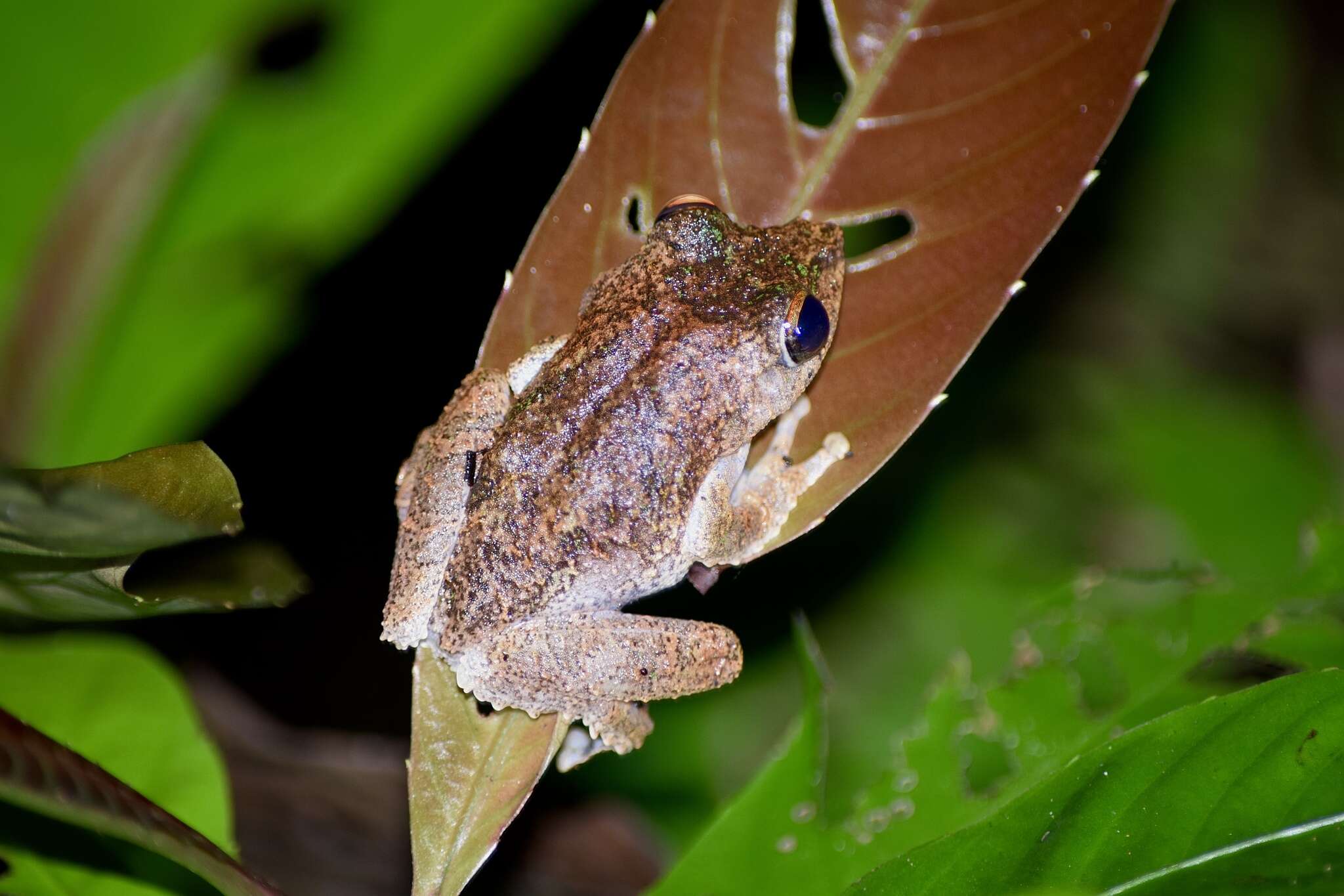 Image of Kurixalus chaseni (Smith 1924)