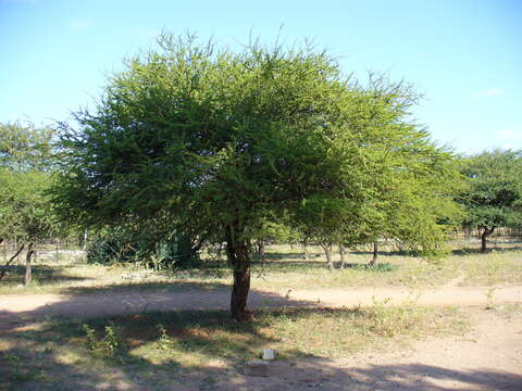 Vachellia tortilis (Forssk.) Galasso & Banfi的圖片