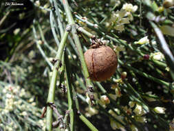 Image de Retanilla ephedra (Vent.) Brongniart