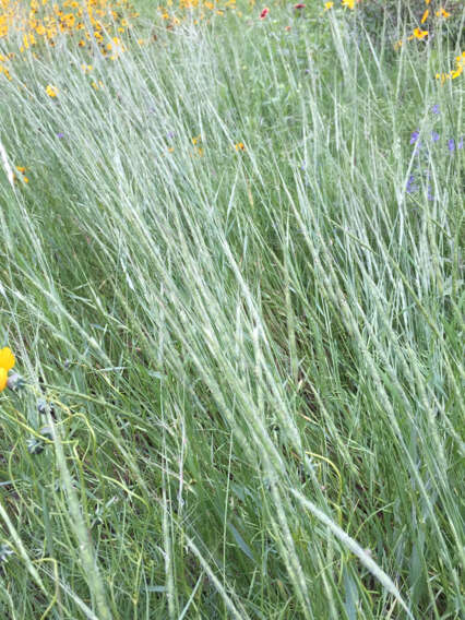 Image of jointed goatgrass