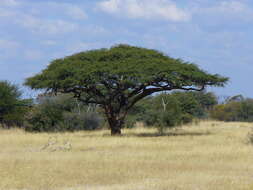 Image of Camel thorn
