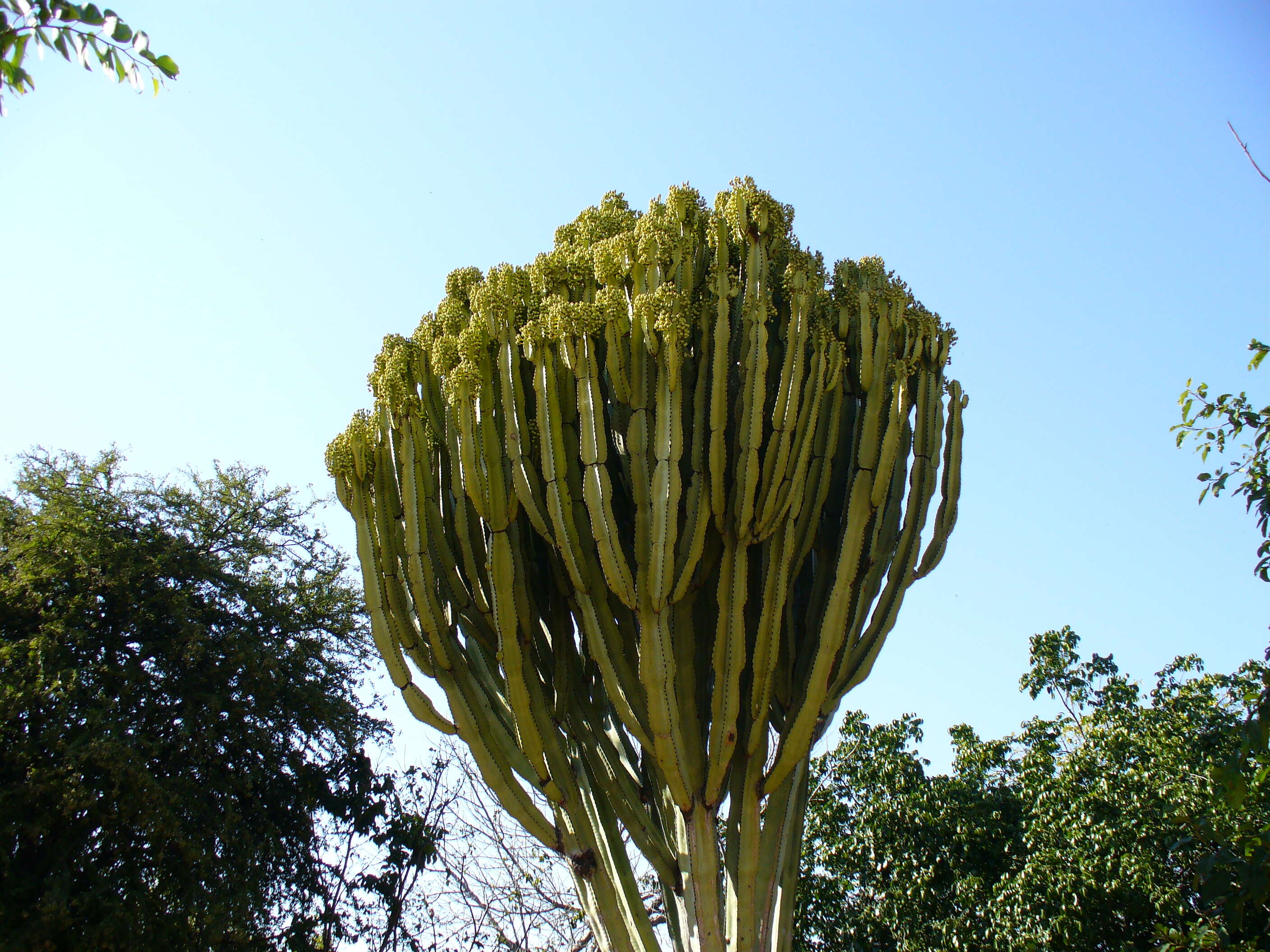 Image of Common Cadelabra tree