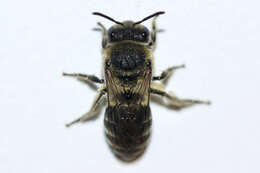 Imagem de Colletes simulans armatus Patton 1879