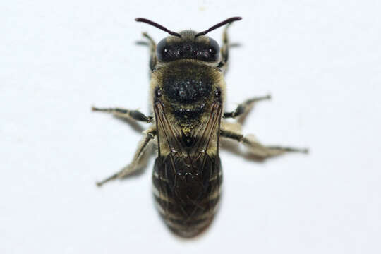 Image of Colletes simulans armatus Patton 1879