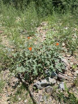 Image of caliche globemallow