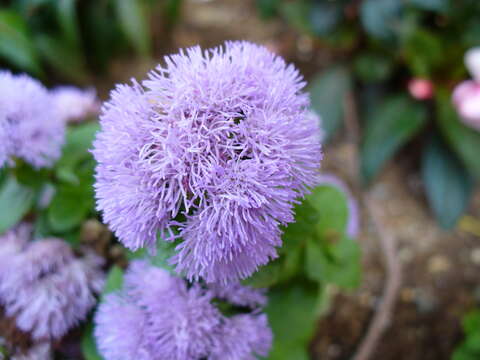 Imagem de Ageratum houstonianum Mill.