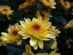 Image of florist's daisy