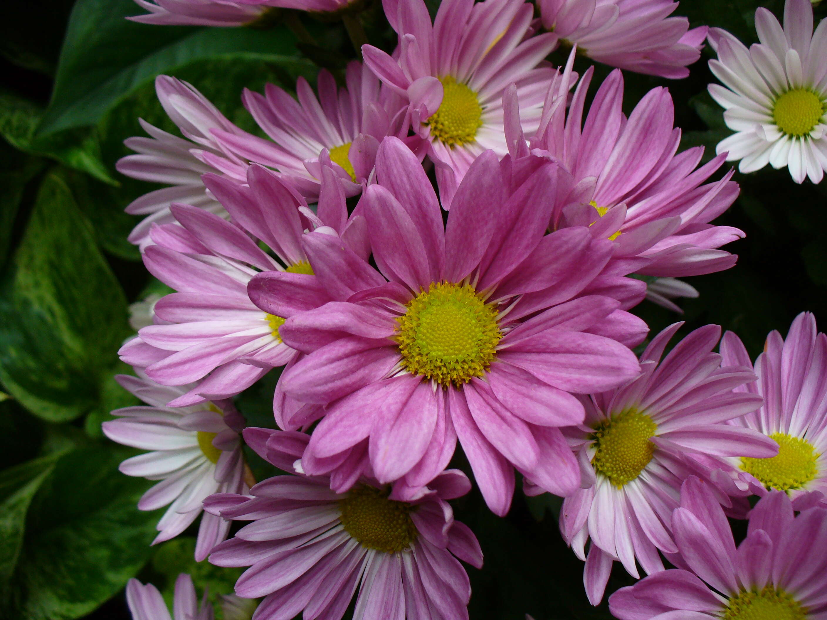 Image of florist's daisy