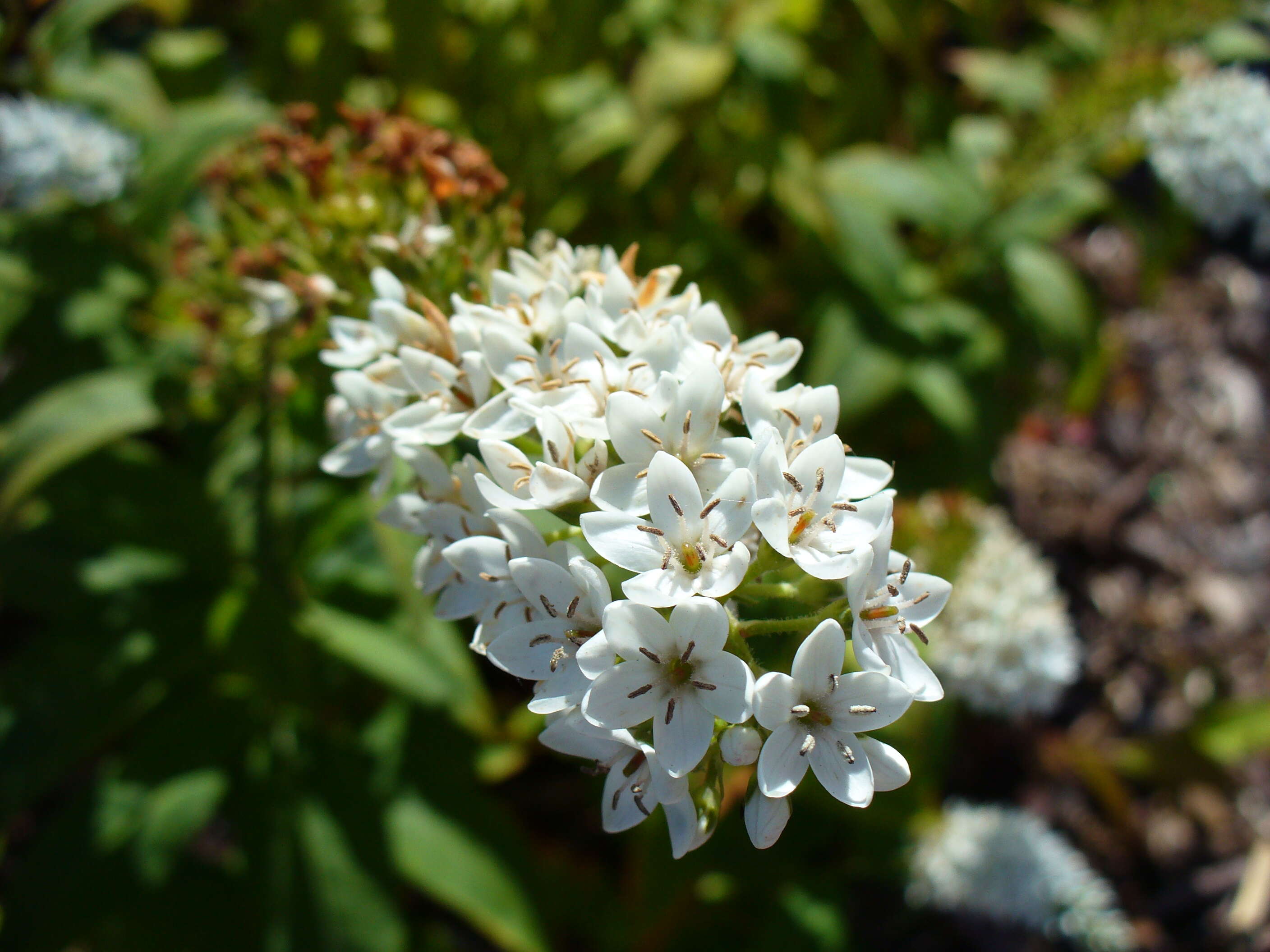 Image of gooseneck yellow loosestrife