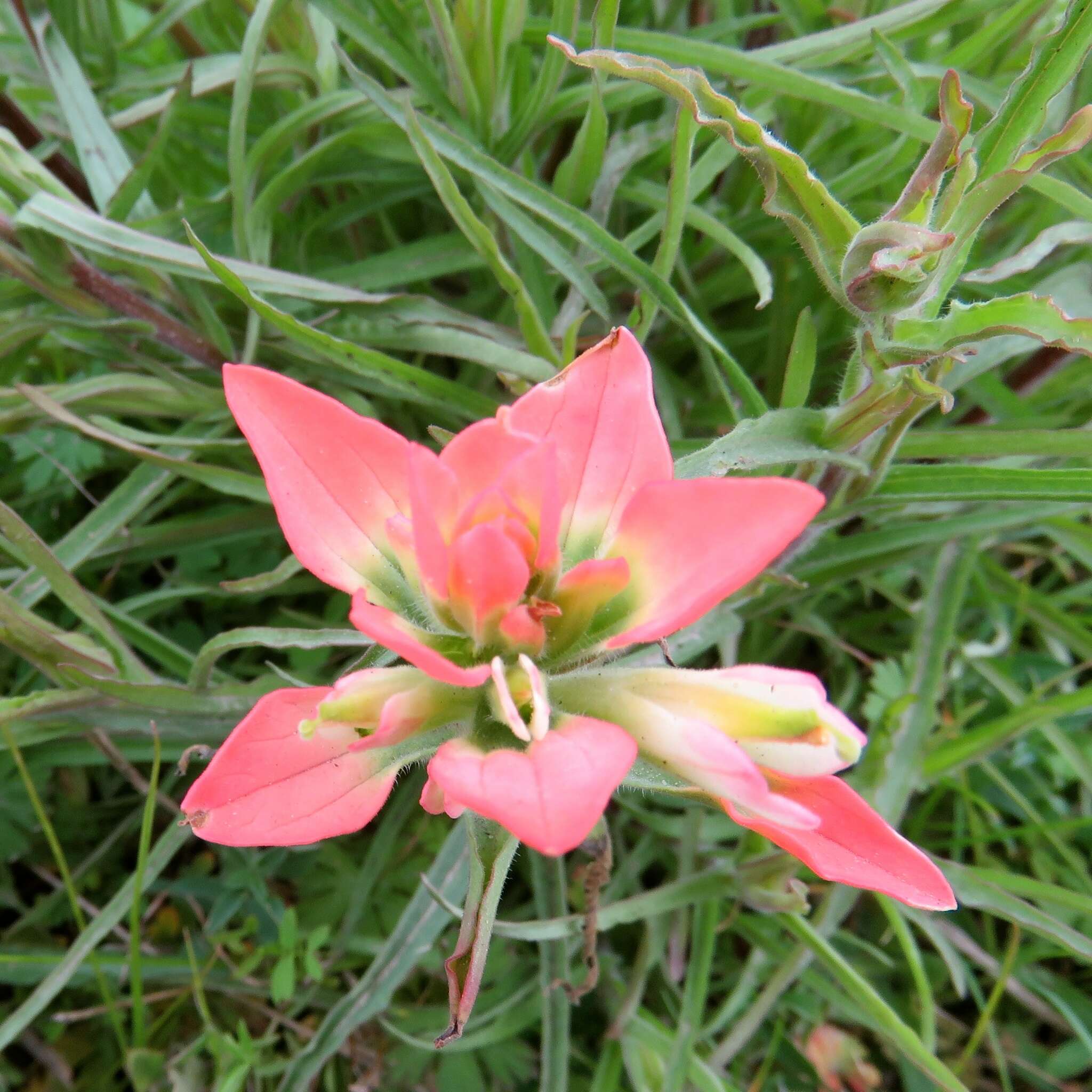 Image de Castilleja indivisa Engelm.