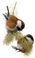 Image of chickadees and titmice