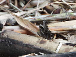 Image of Bamboo Tree Brown