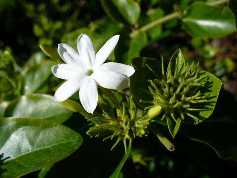 Image de Jasminum multiflorum (Burm. fil.) Andrews