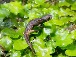 Image of Aquiloeurycea quetzalanensis (Parra-Olea, Canseco-Márquez & García-París 2004)