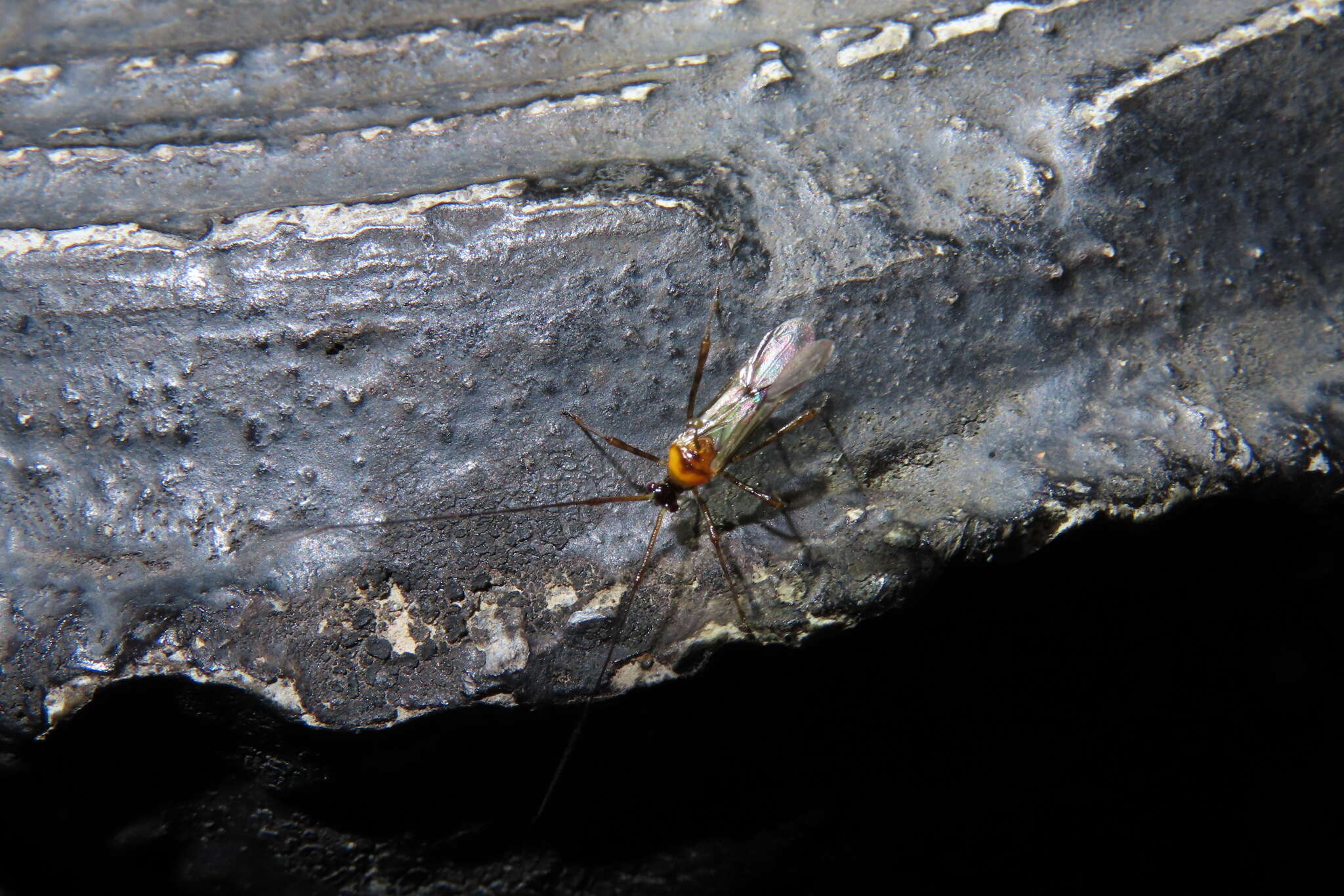 Image of Helopeltis fasciaticollis Poppius 1915