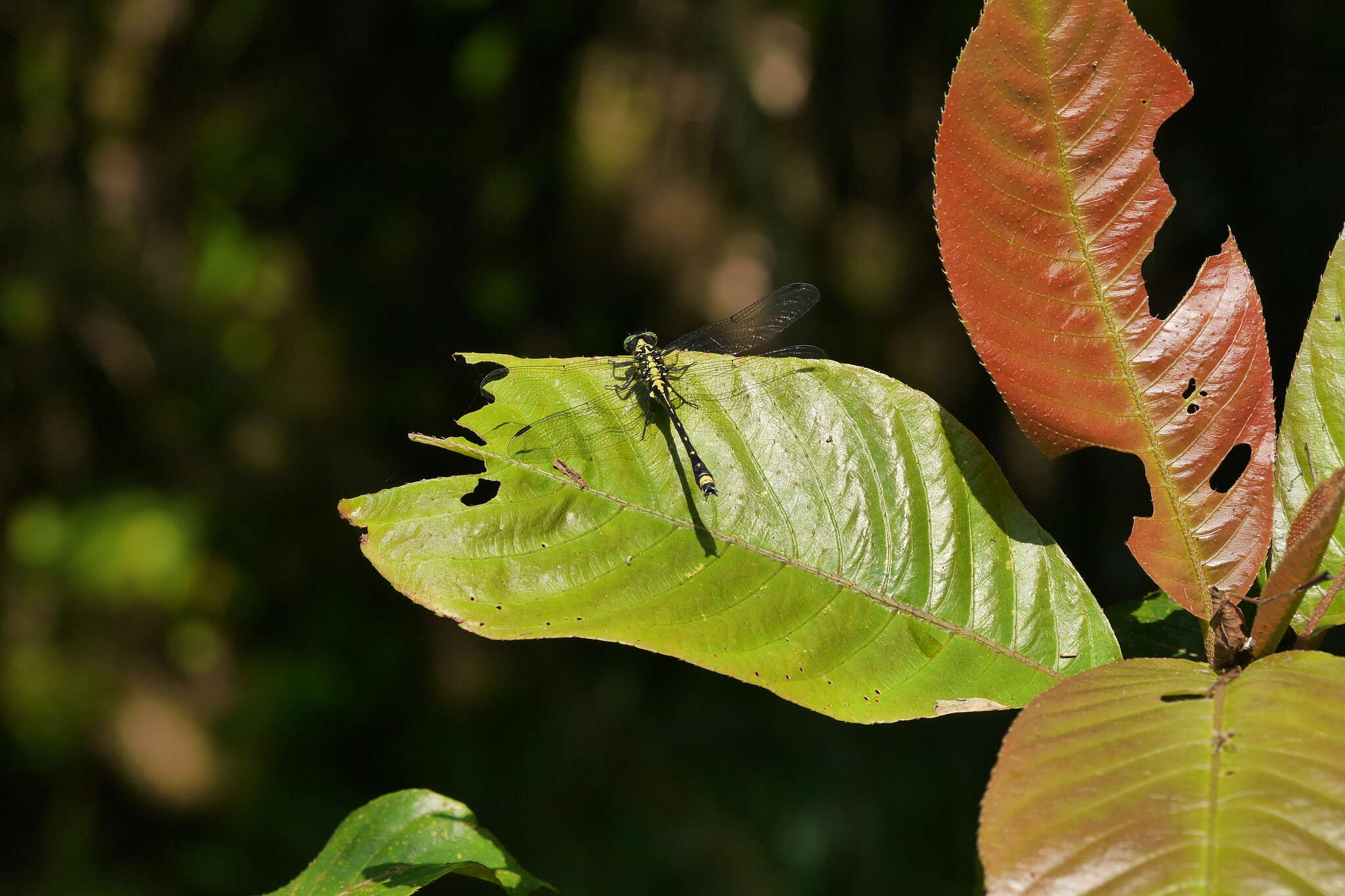 Imagem de Asiagomphus hainanensis (Chao 1953)