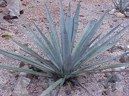 Image of tequila agave