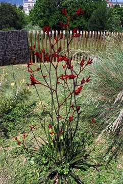 Image of Anigozanthos flavidus Redouté