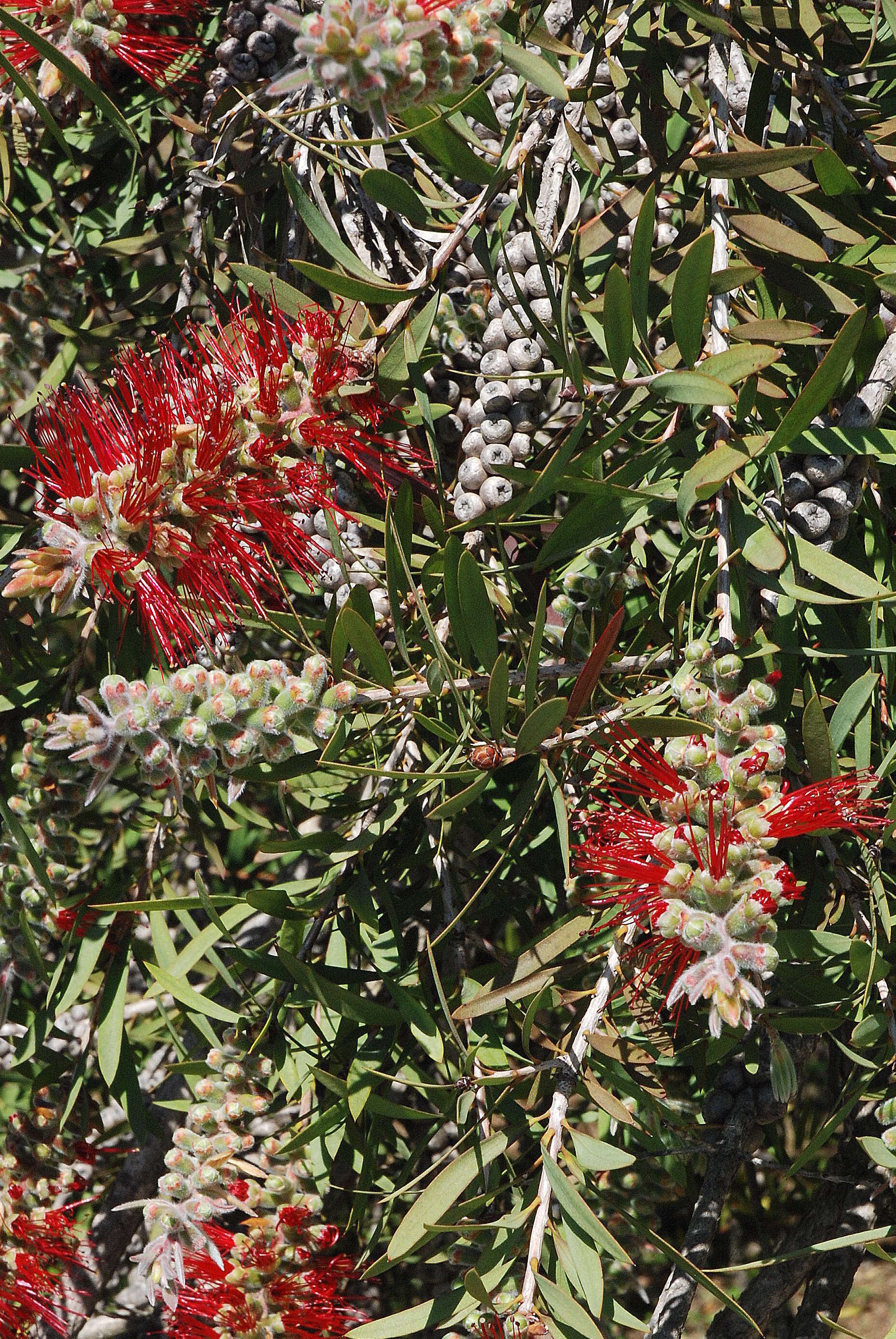 صورة Callistemon citrinus (Curtis) Skeels