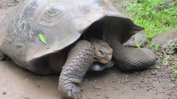 Image of Chatham Island Giant Tortoise