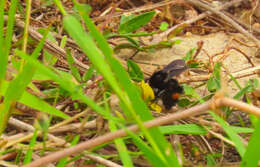 Image of Bombus mexicanus Cresson 1879