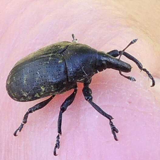 Image of Weevil