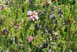 Image of Erica terminalis Salisb.