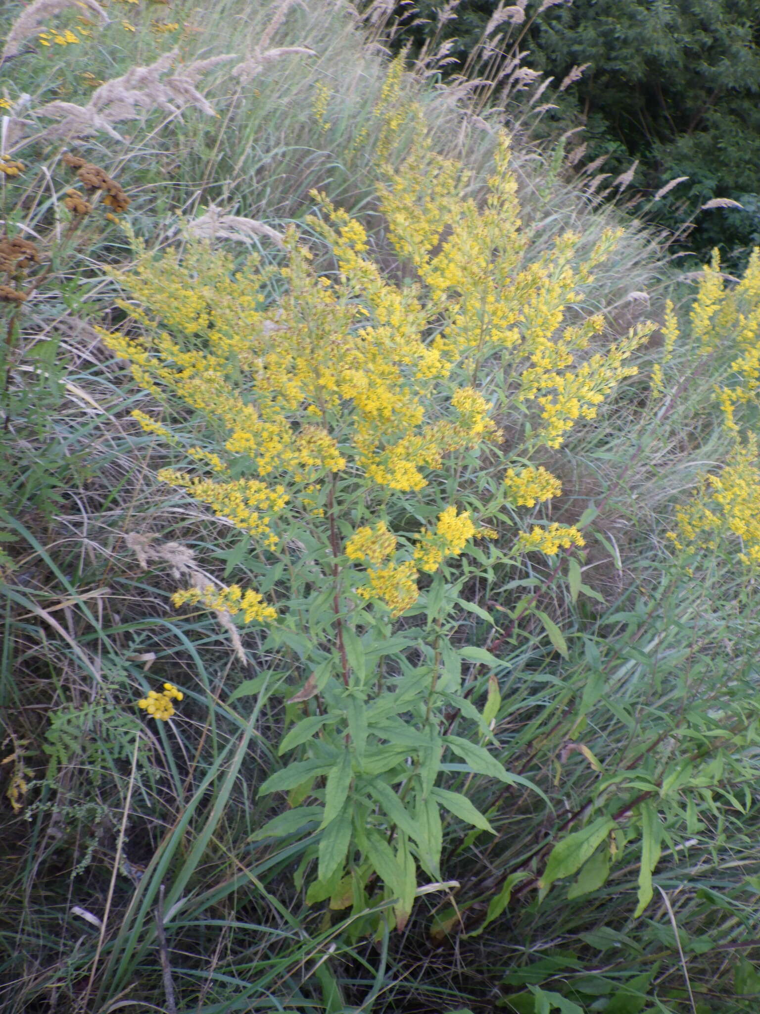 <i>Solidago</i> × <i>niederederi</i> resmi