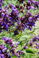 Imagem de Salvia officinalis L.