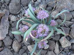 Image de Allium platycaule S. Watson