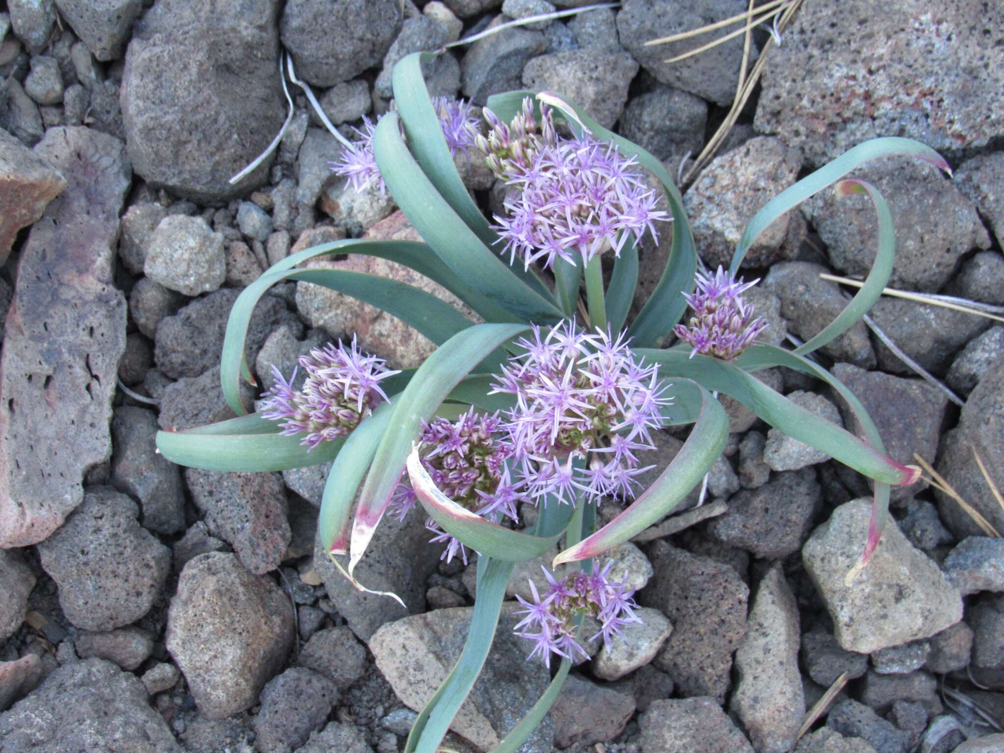 Image de Allium platycaule S. Watson