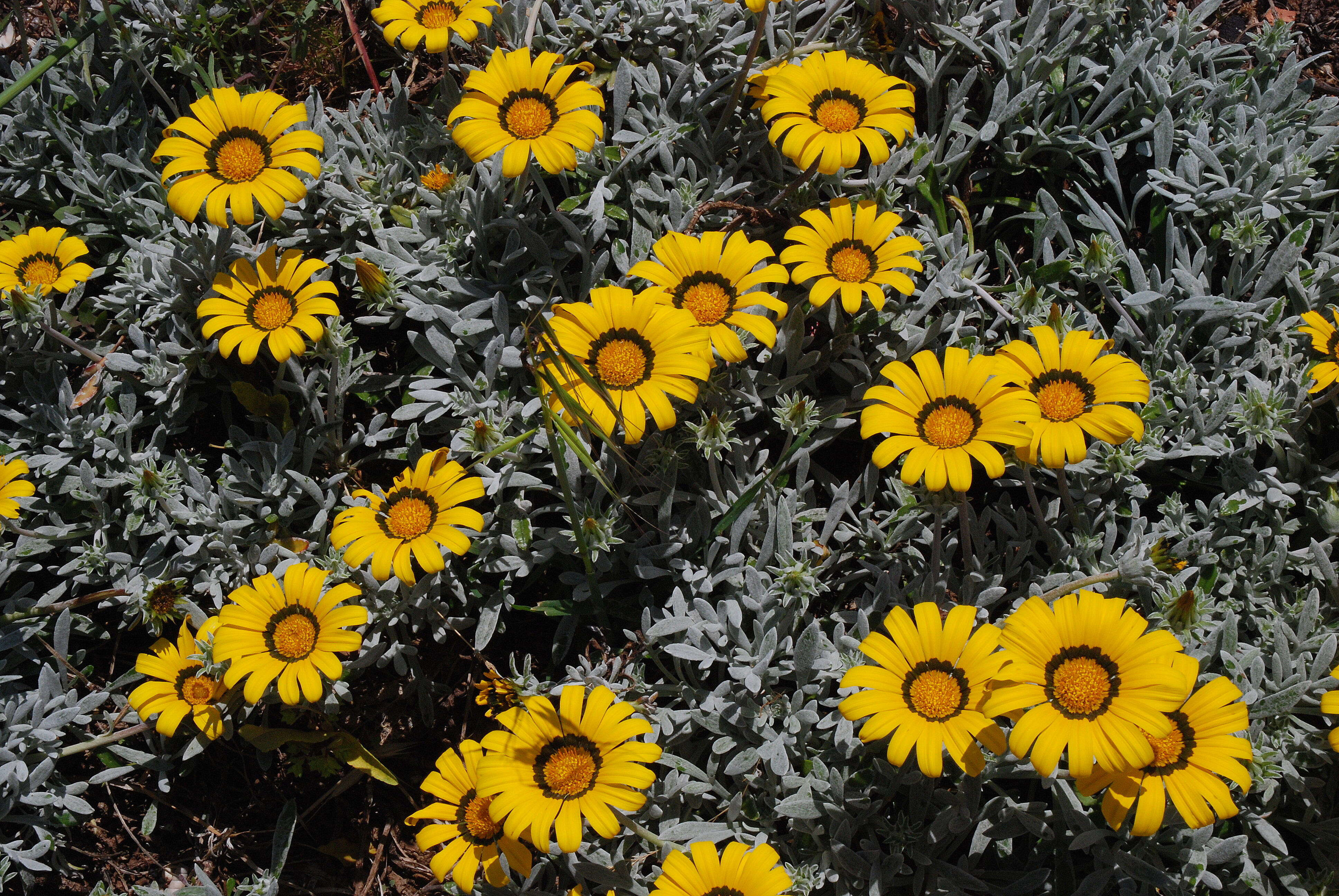 Image of treasure-flower