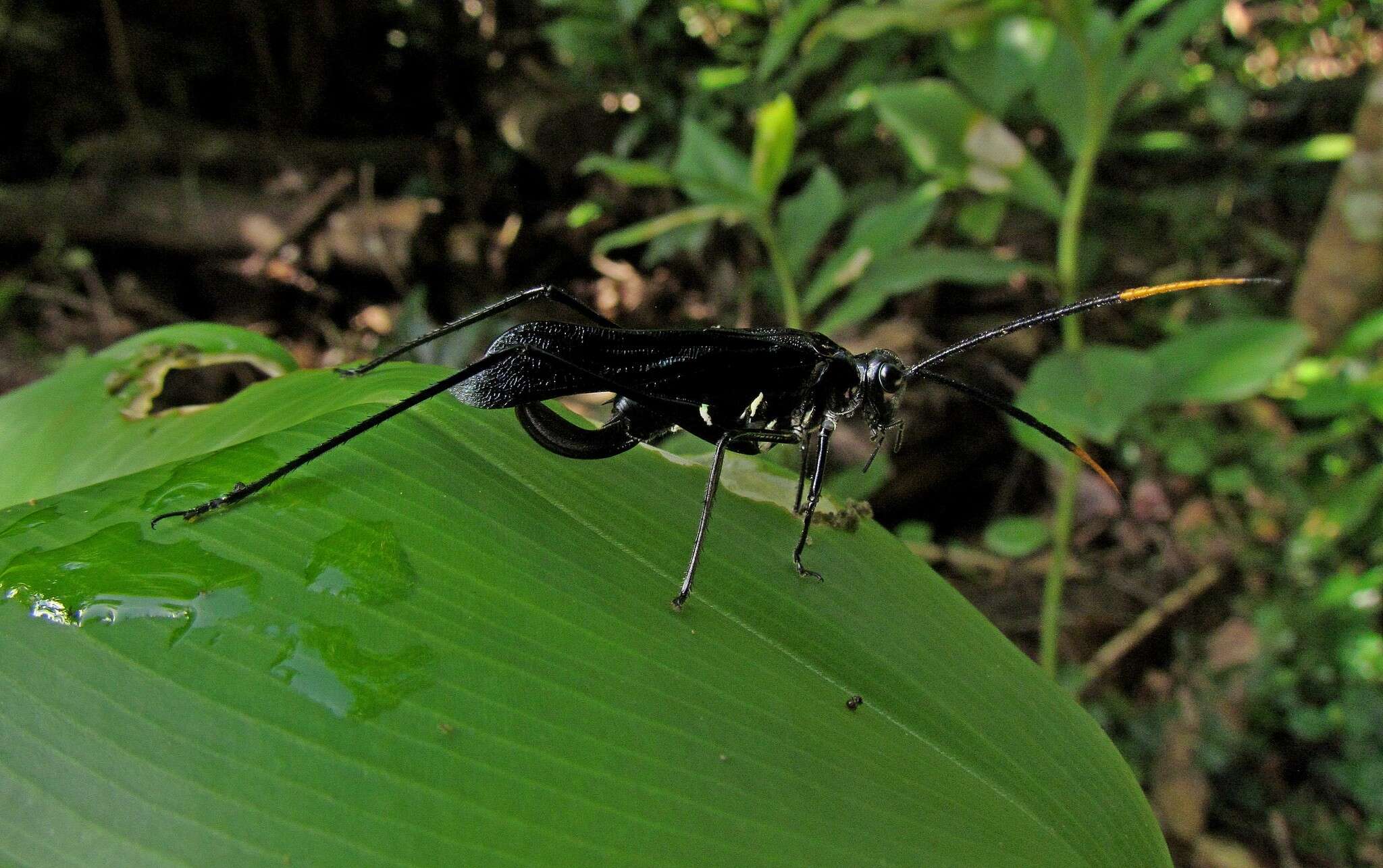 Sivun Aganacris nitida (Perty 1832) kuva