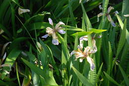 Image of stinking iris