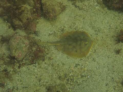 Image of Cortez Round Stingray