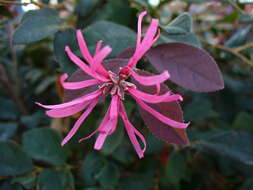 Image of Chinese fringe flower