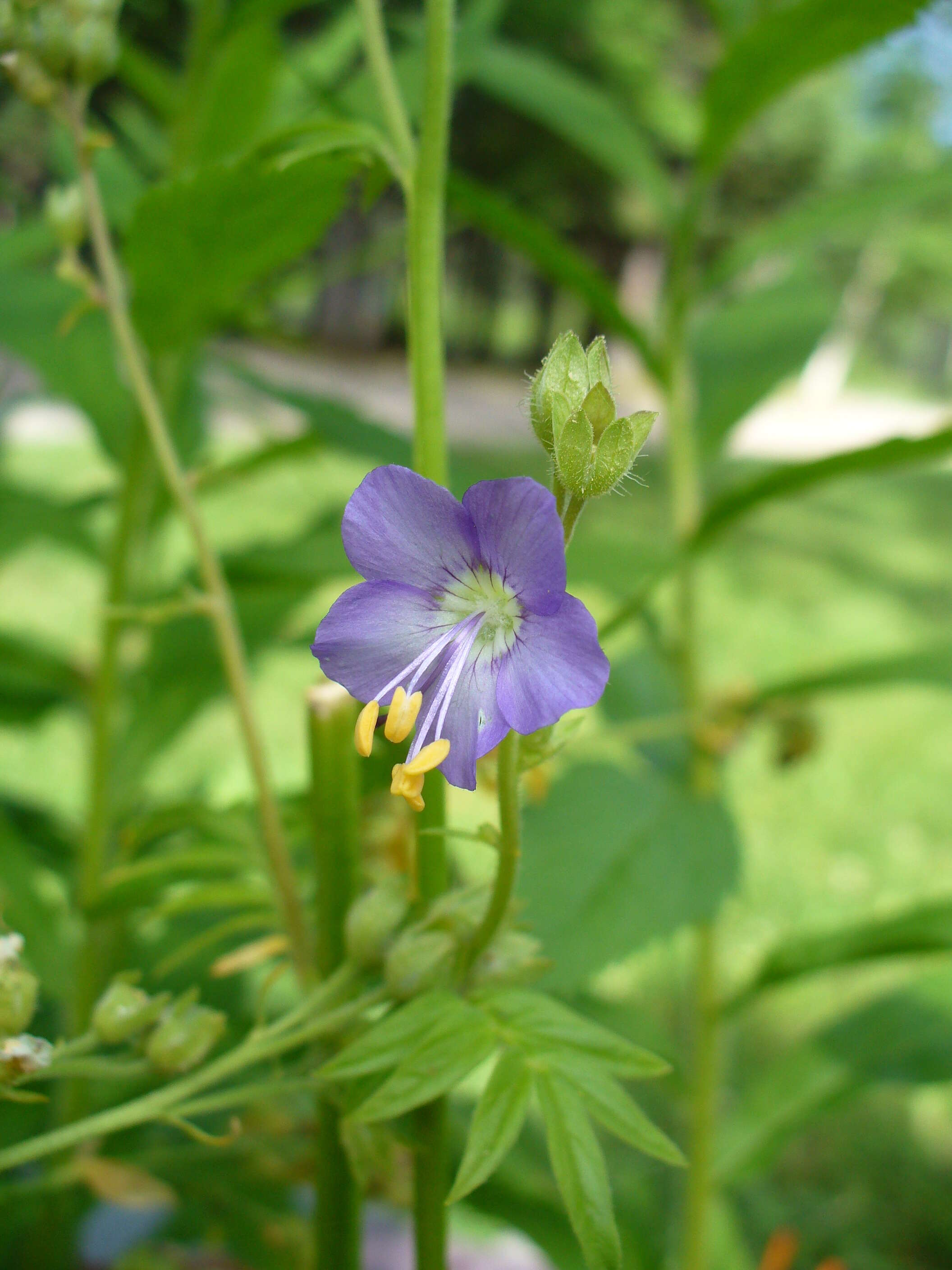 Image de Polémoine bleue