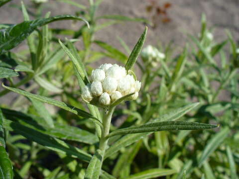 Imagem de Anaphalis margaritacea (L.) Benth.