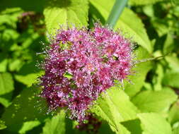 Image of Japanese meadowsweet