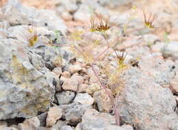 Sivun Scandix stellata Banks & Solander kuva