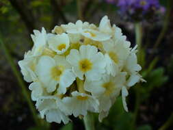 Image of cowslip