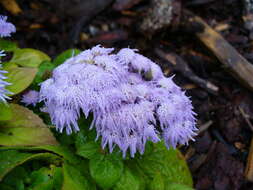 Imagem de Ageratum houstonianum Mill.