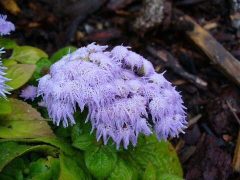 Imagem de Ageratum houstonianum Mill.