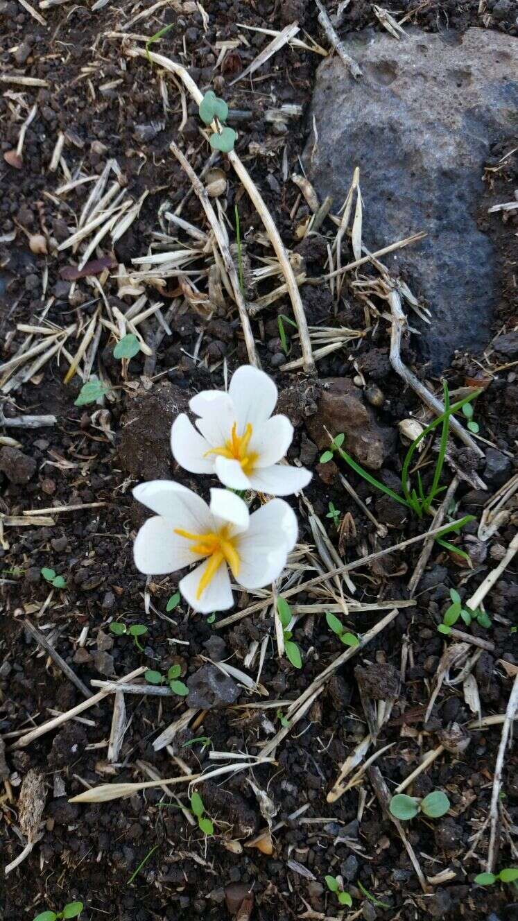 Image of Crocus aleppicus Baker