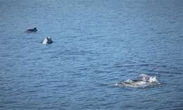 Image of Amazon River Dolphin