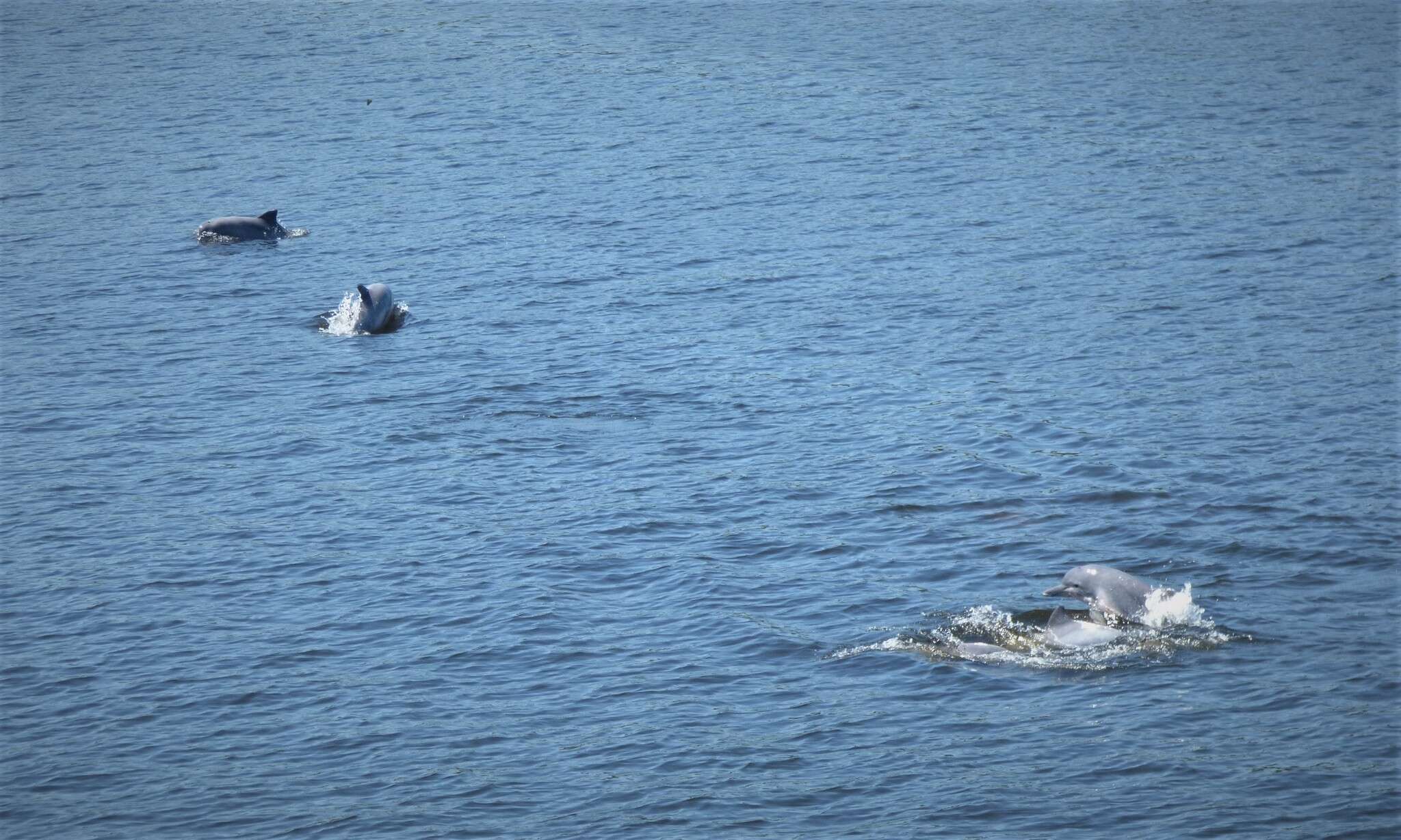 Image of Amazon River Dolphin