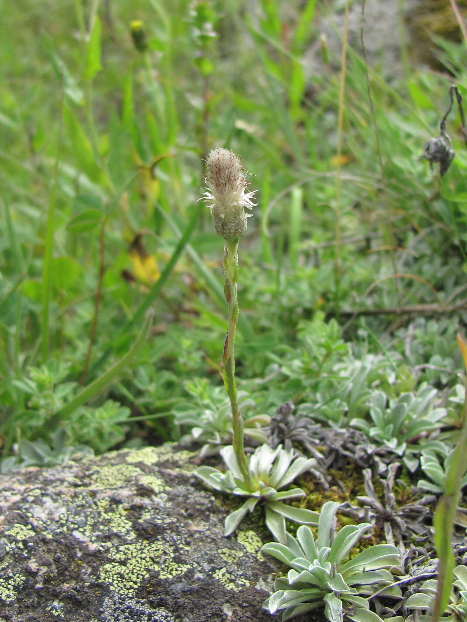 Image of Antennaria caucasica A. Boriss.